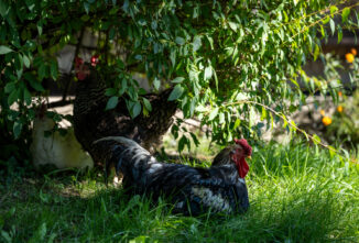 How to Keep Chickens Cool in Summer